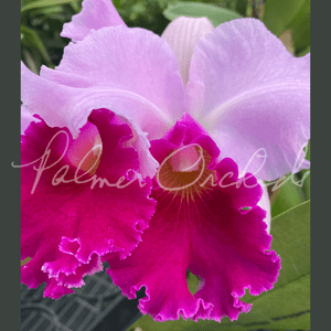 Cattleya Melody Fair-Bonanza Queen — Palmer Orchids